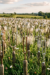 Why Customer Uniformity Is So Attractive